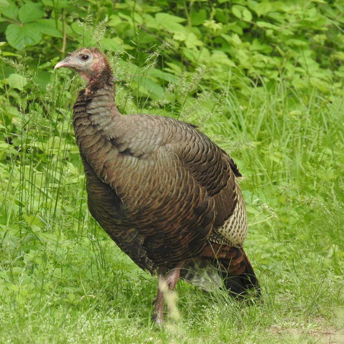 Wild Turkey - Carolyn Holland