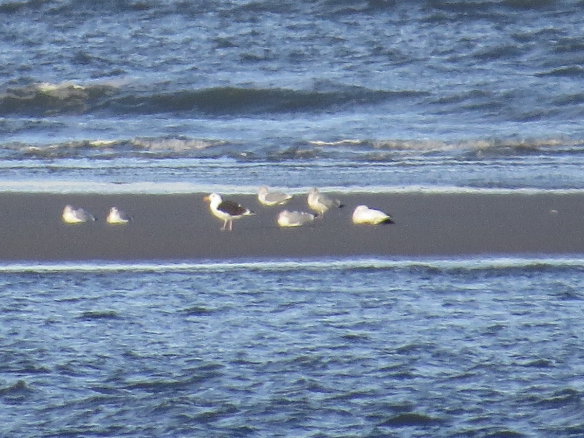 Snow Goose - ML45357201