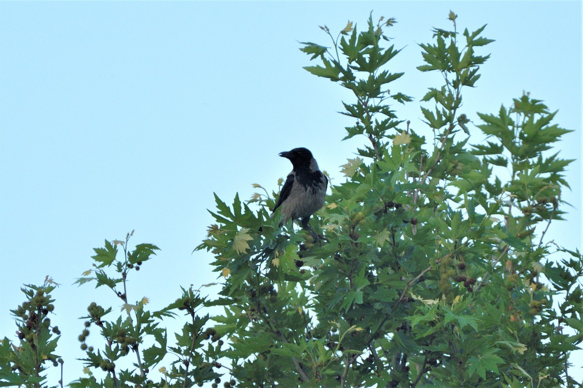 Hooded Crow - ML453572111