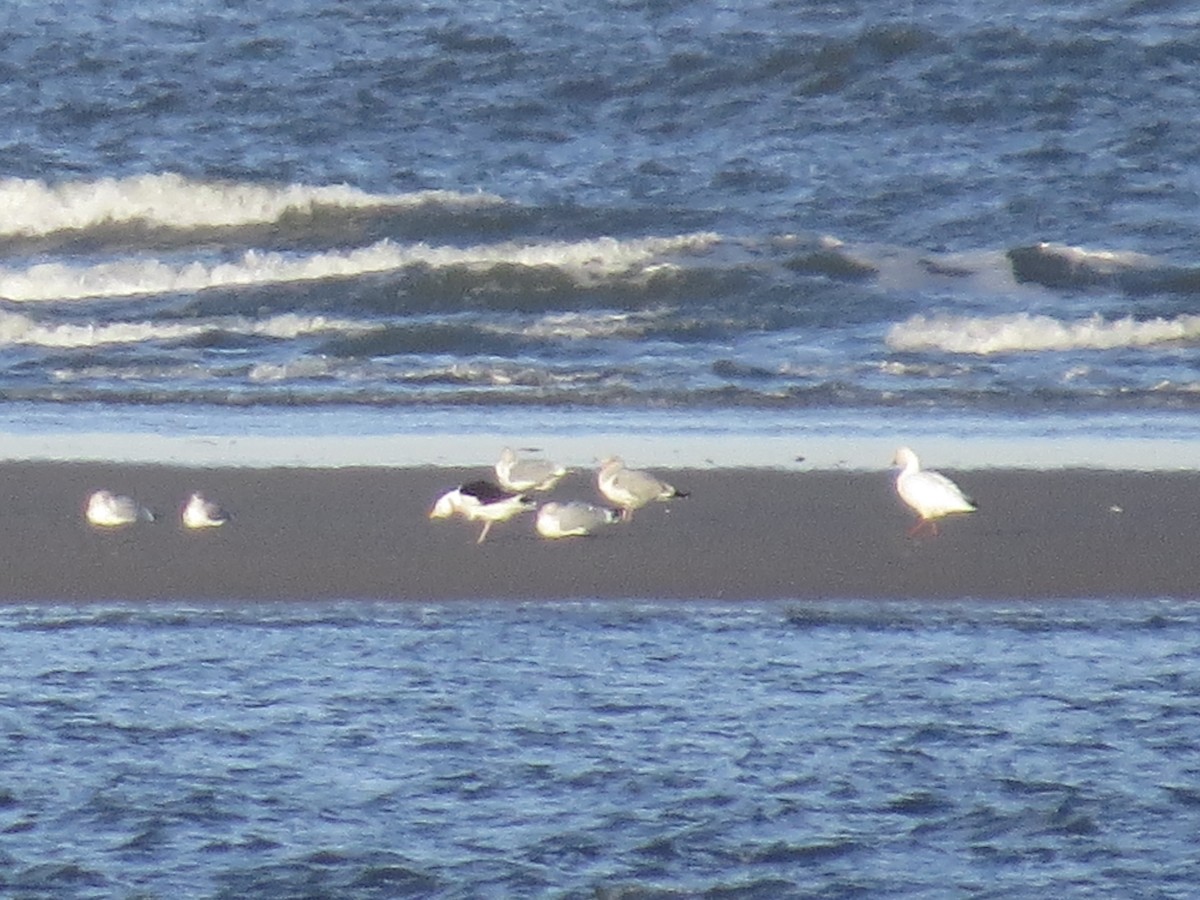 Snow Goose - ML45357221