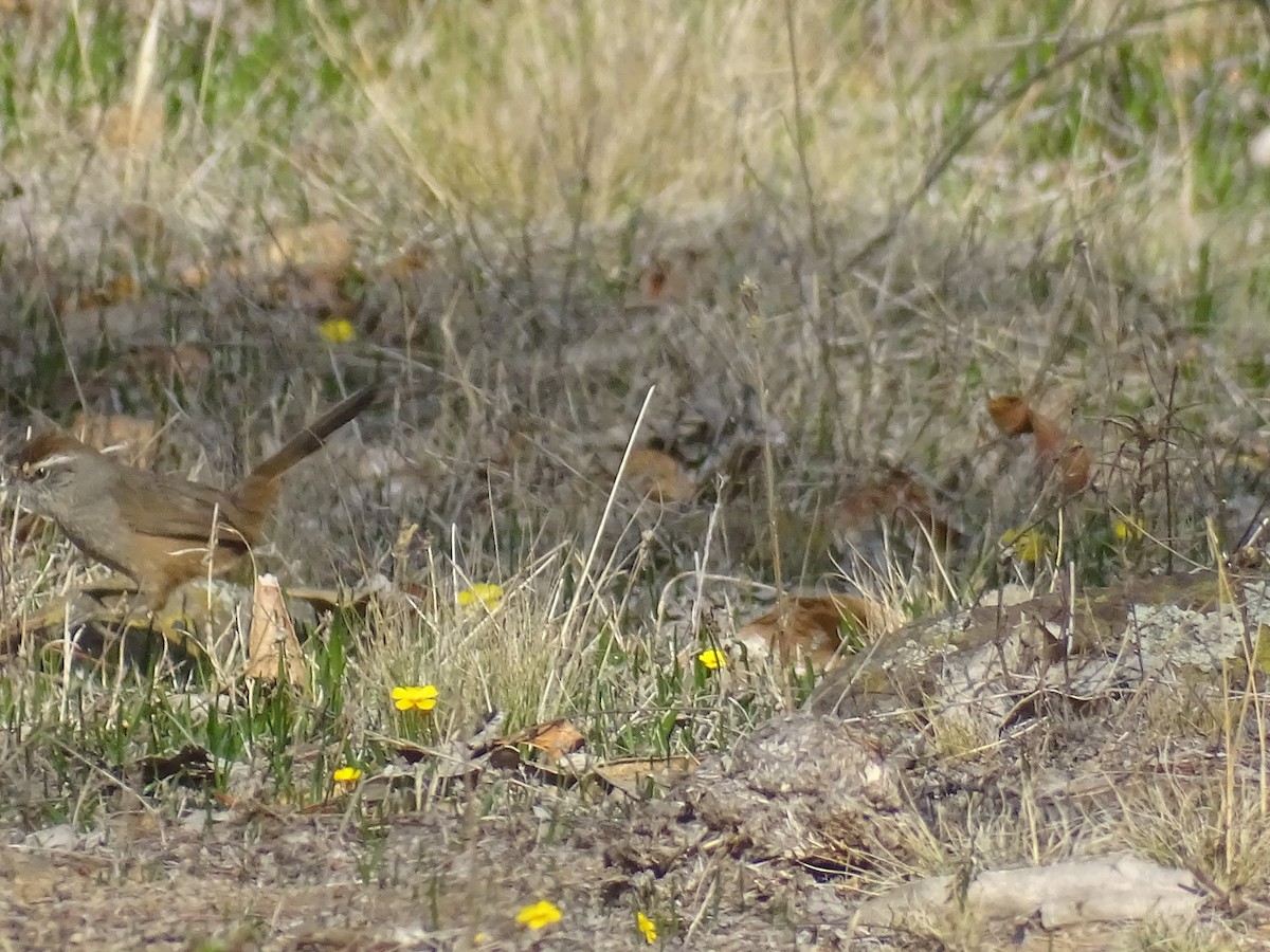 Dusky-tailed Canastero - Ernesto Guzmán