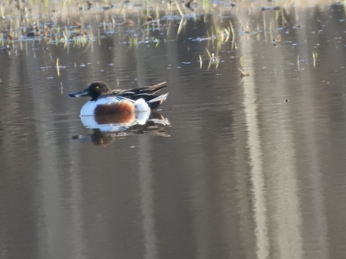 Northern Shoveler - ML453572971