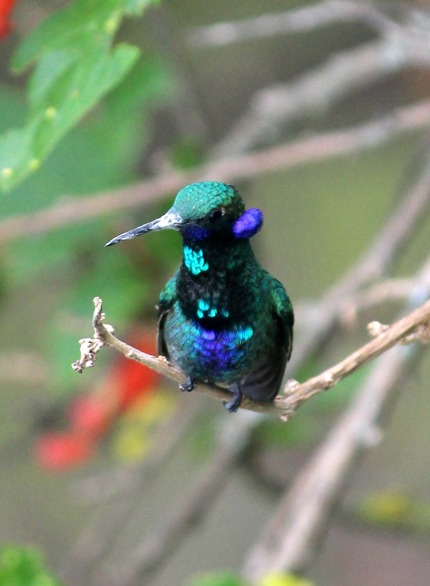 Sparkling Violetear - Camilo Orjuela-Barrera