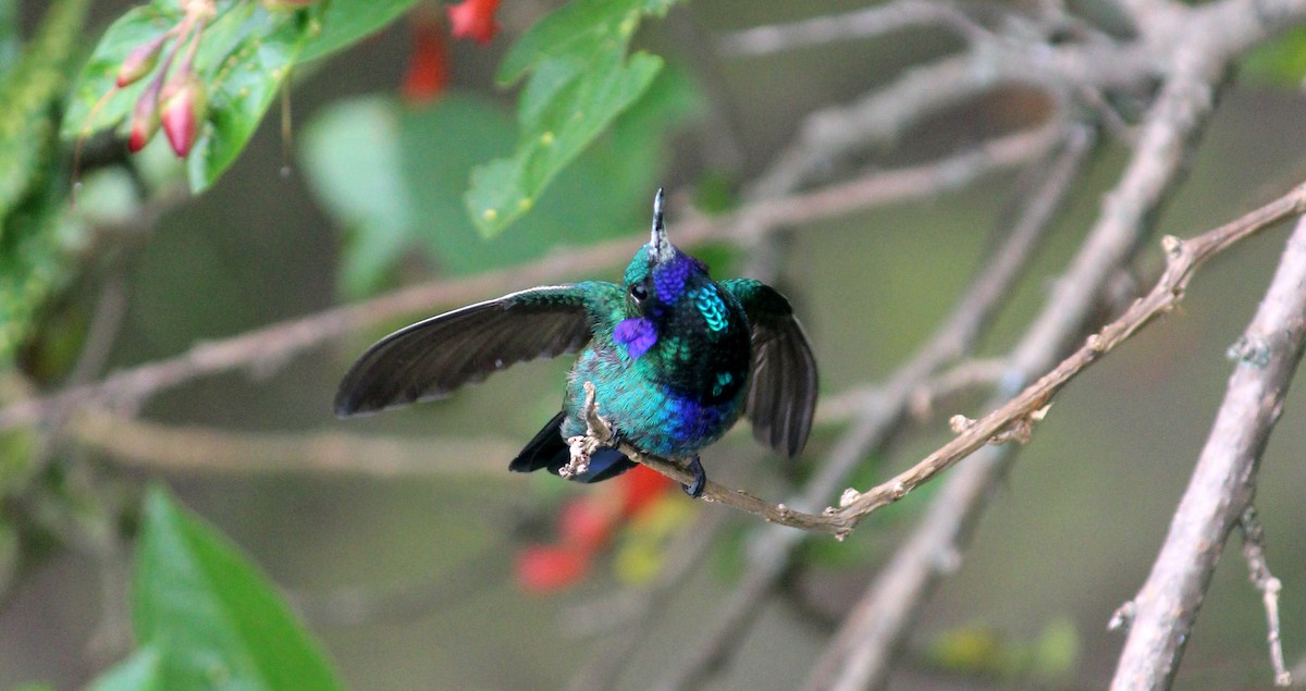 Sparkling Violetear - Camilo Orjuela-Barrera