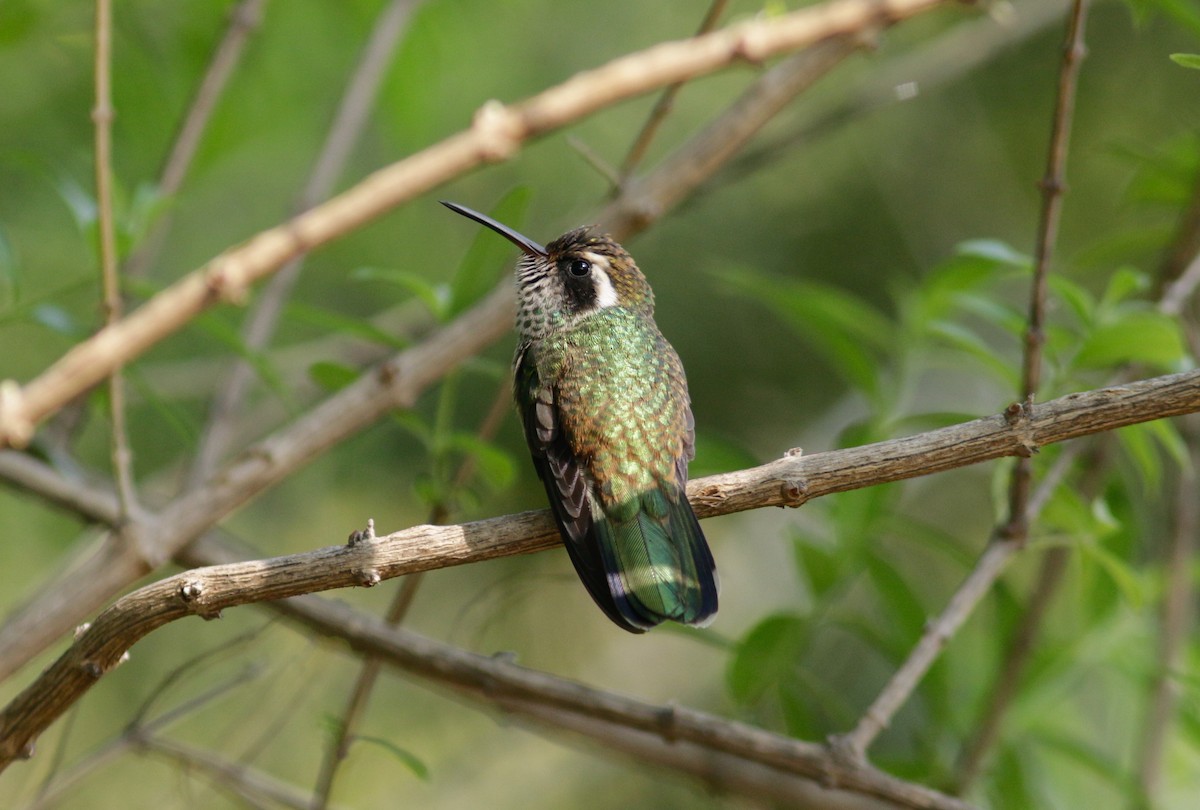 White-eared Hummingbird - Abril Heredia