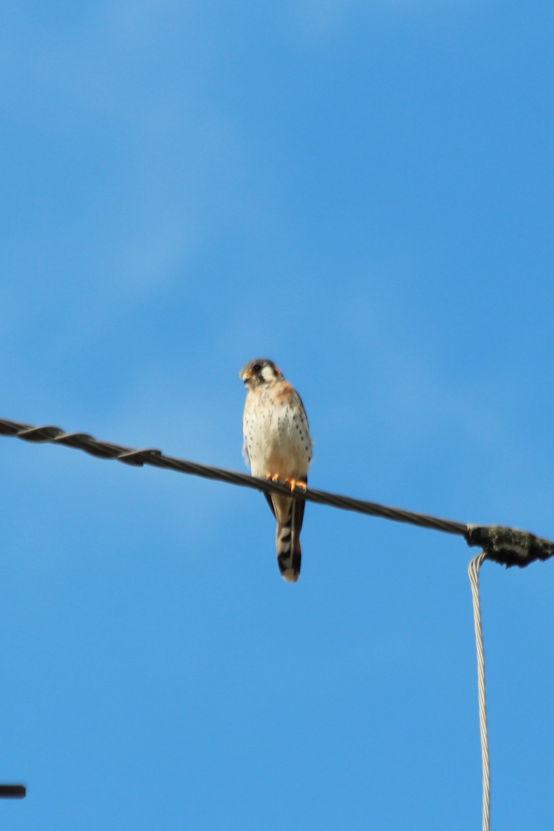 American Kestrel - ML453573591