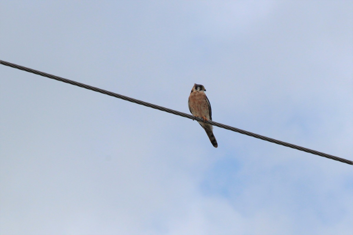American Kestrel - ML453573601