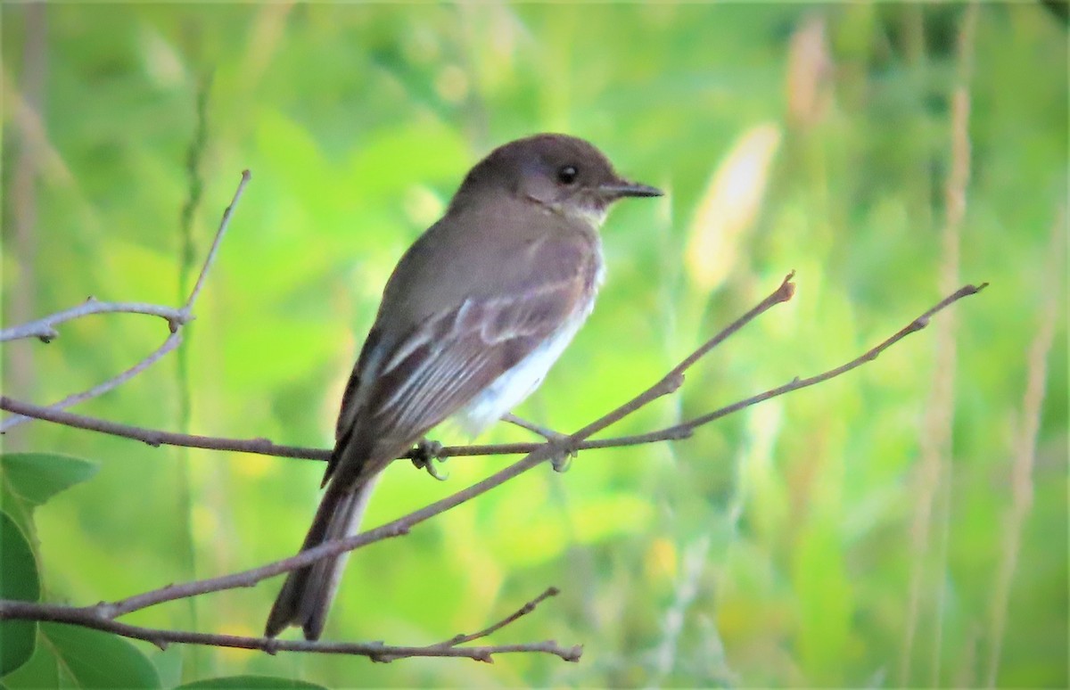 Eastern Phoebe - ML453574731