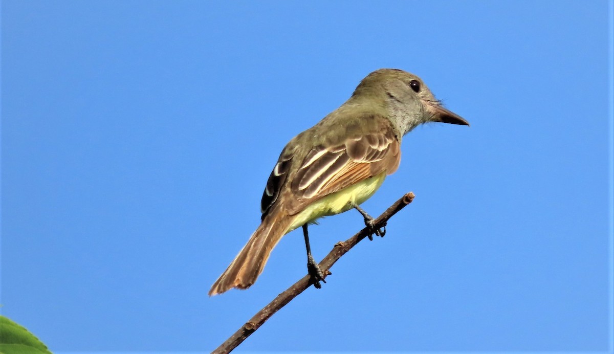 Great Crested Flycatcher - ML453575131