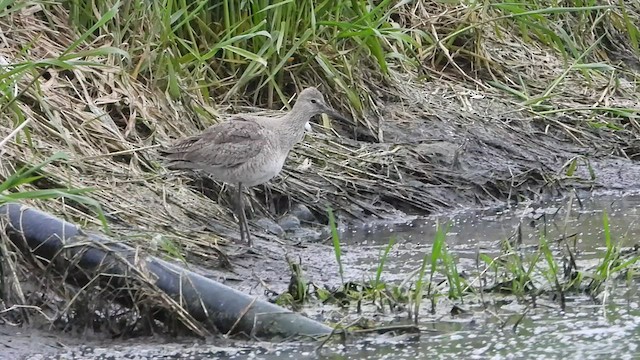 Коловодник американський (підвид inornata) - ML453575891