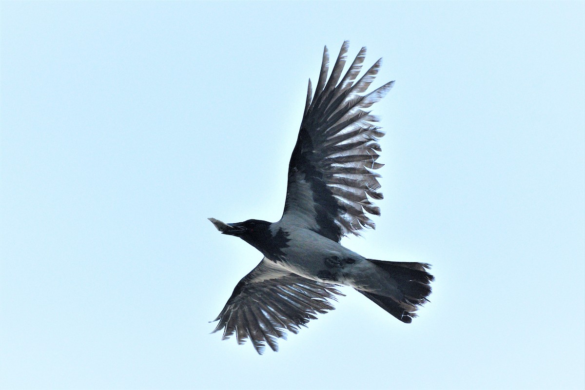 Hooded Crow - ML453575961