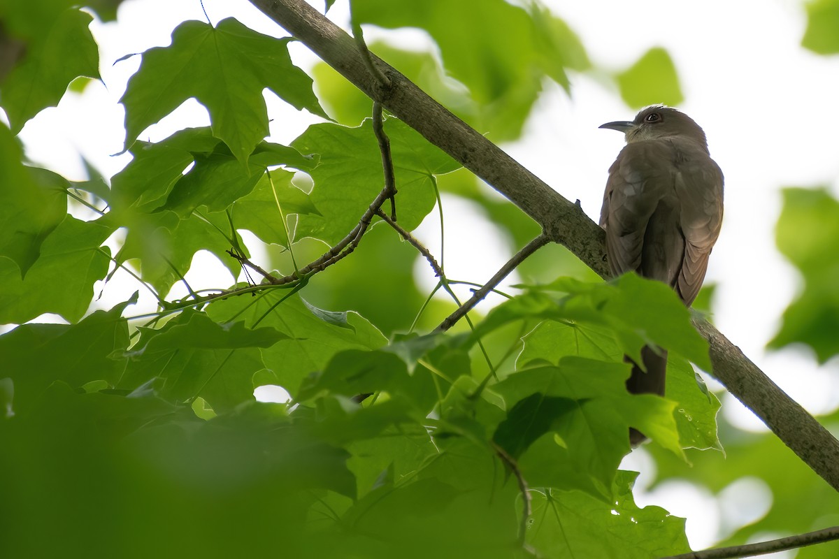 Black-billed Cuckoo - ML453577811