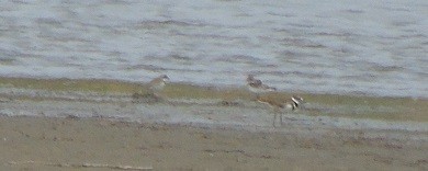 Semipalmated Plover - ML453577821