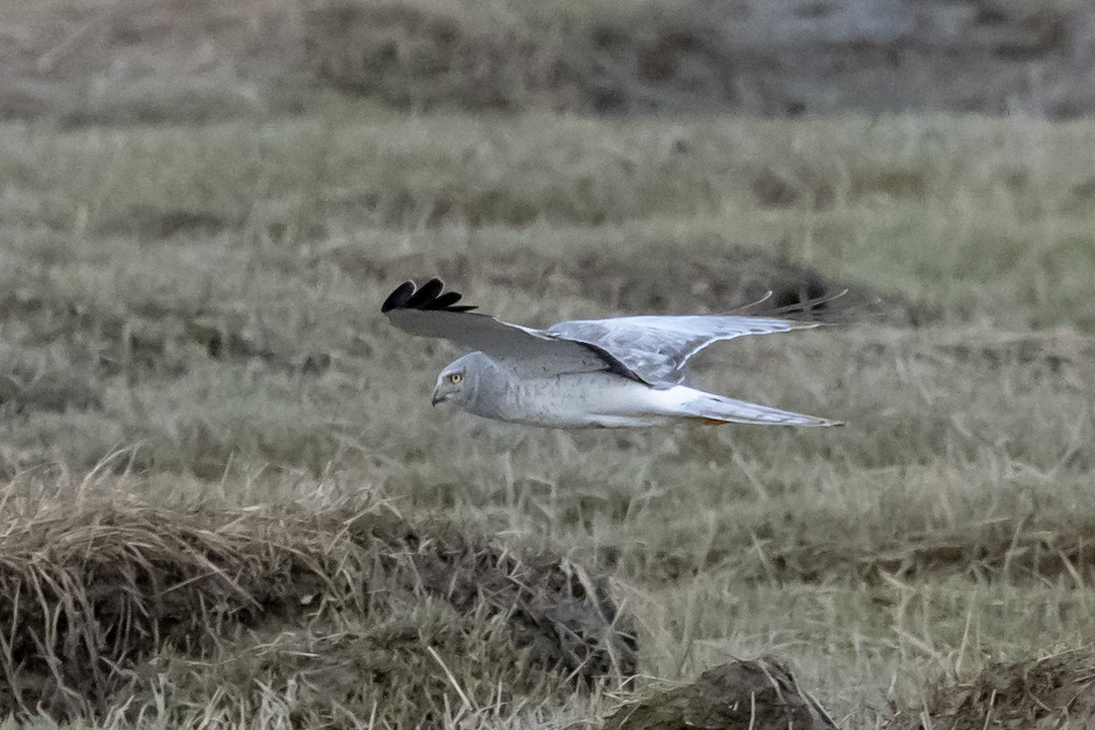 Northern Harrier - André Desrochers