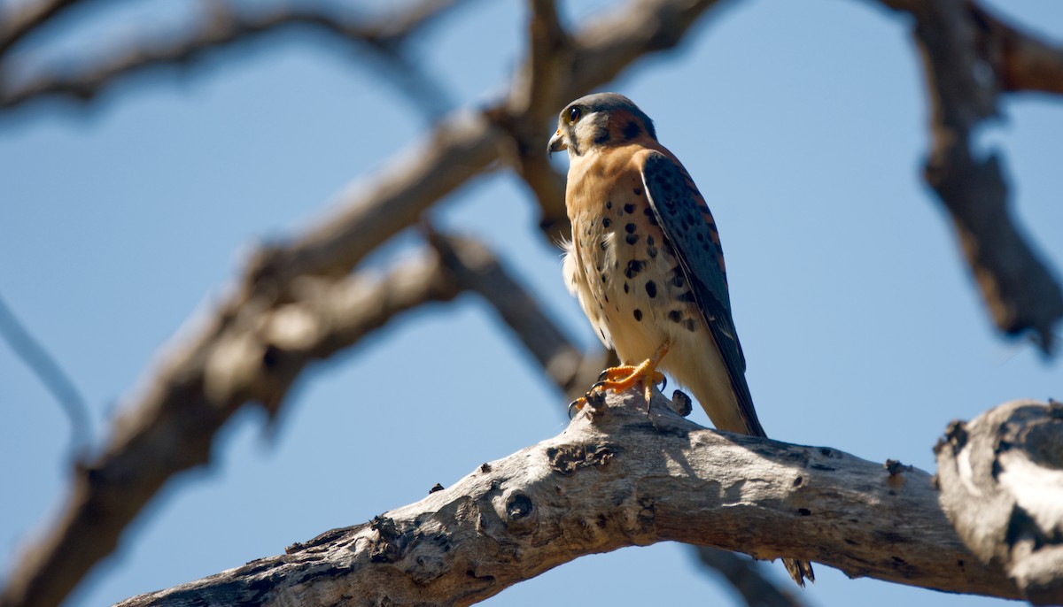 American Kestrel - ML453582021