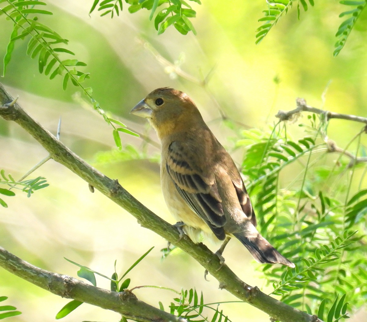 Blue Grosbeak - ML453582091