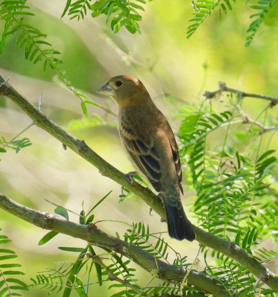 Blue Grosbeak - ML453582141