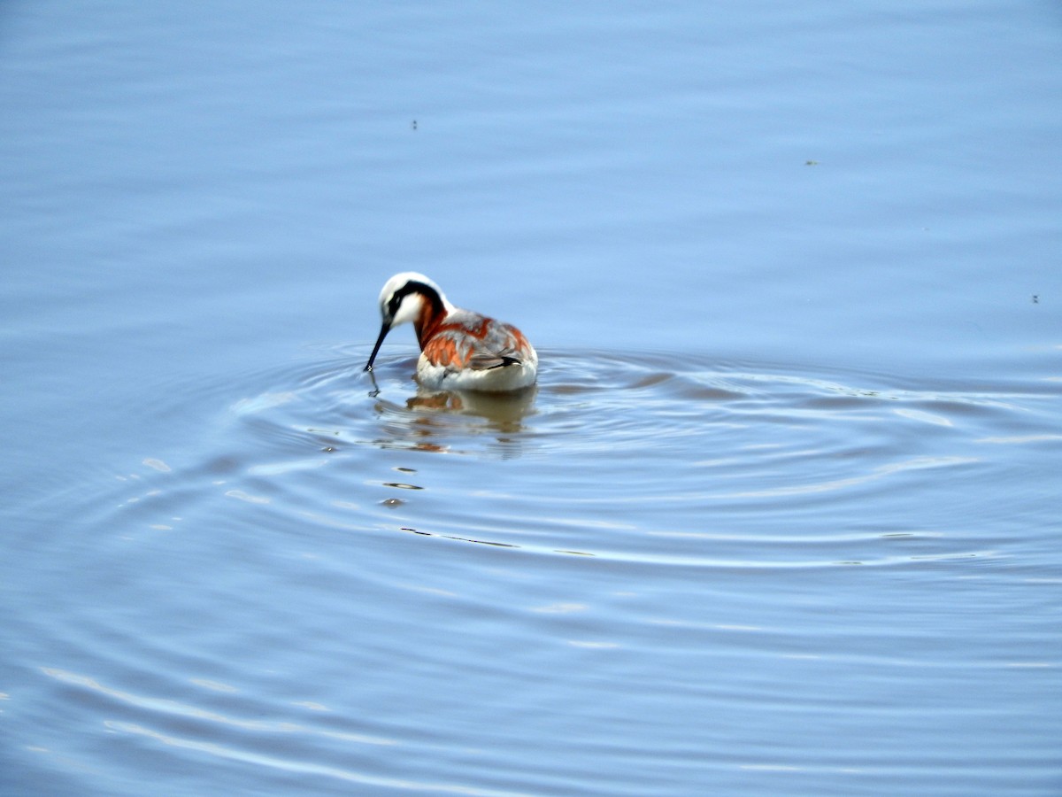 Wilson's Phalarope - ML453584611