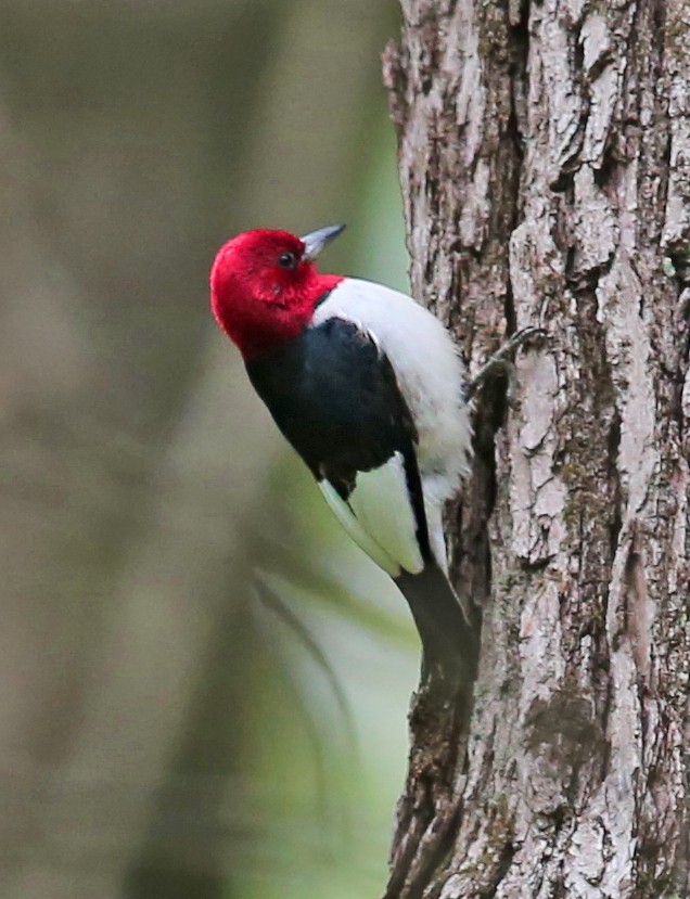 Red-headed Woodpecker - ML453585451