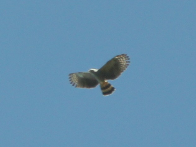 Hook-billed Kite - ML453586081