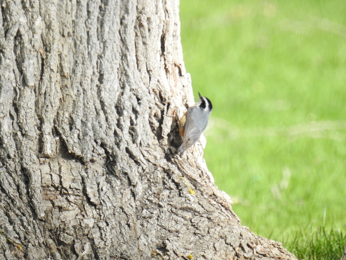 Red-breasted Nuthatch - ML453586691