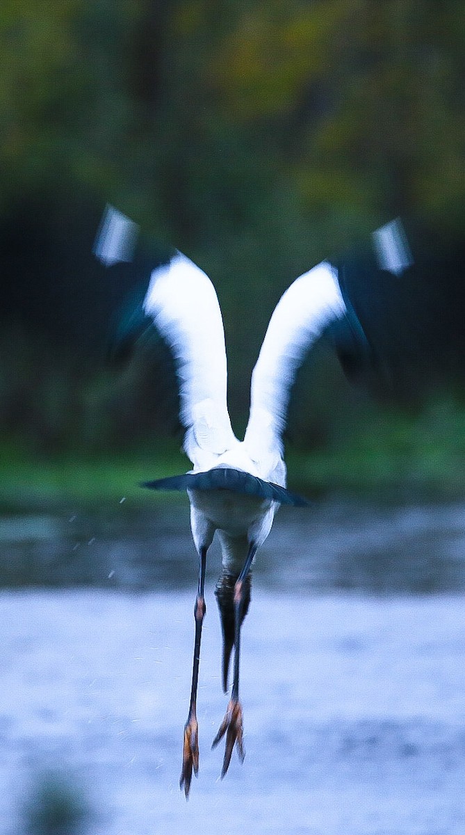 Wood Stork - Elías Marín