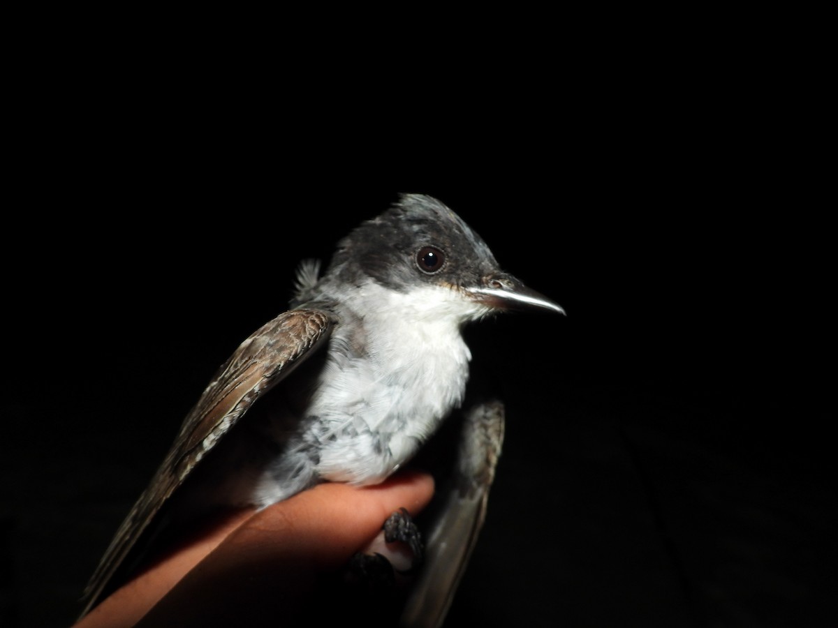 Eastern Kingbird - ML453587381