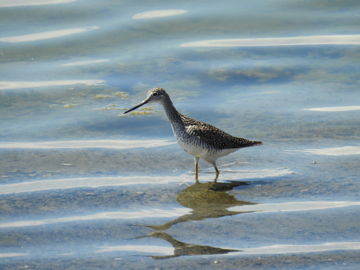 Greater Yellowlegs - ML453587911