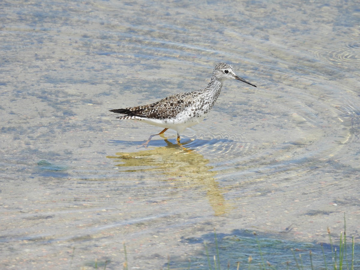 Lesser Yellowlegs - ML453588131