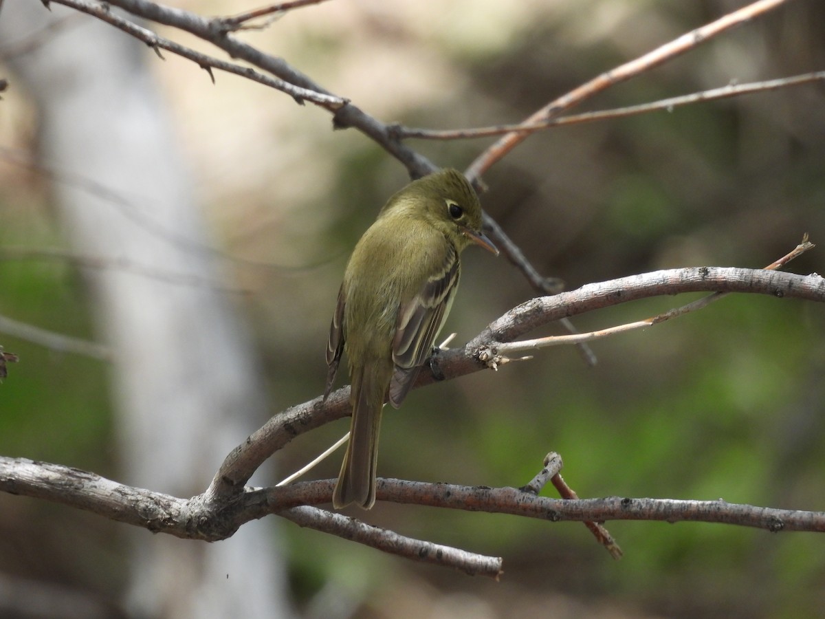 Western Flycatcher (Cordilleran) - ML453588281