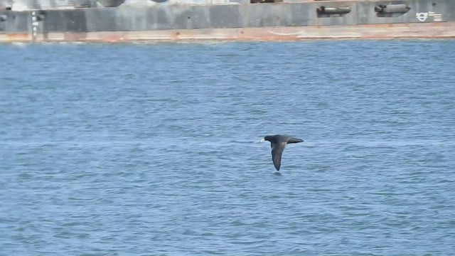 Southern Giant-Petrel - ML453590661