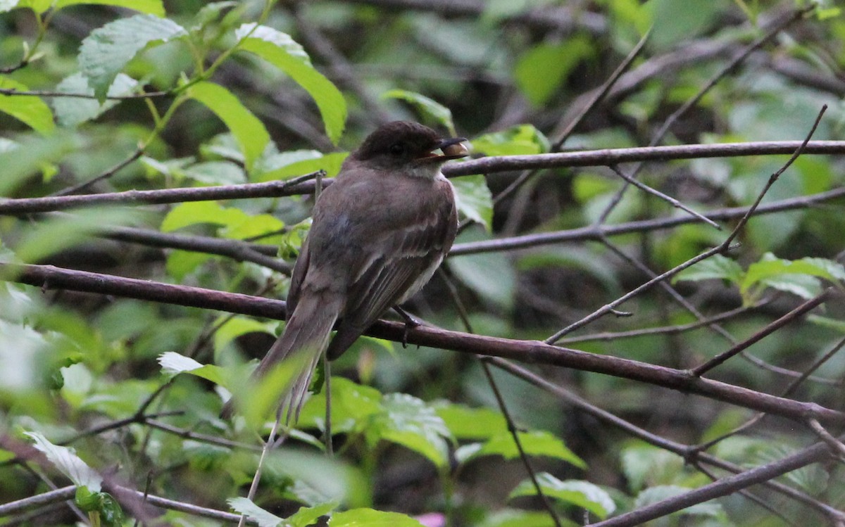 Eastern Phoebe - Luke Douglas