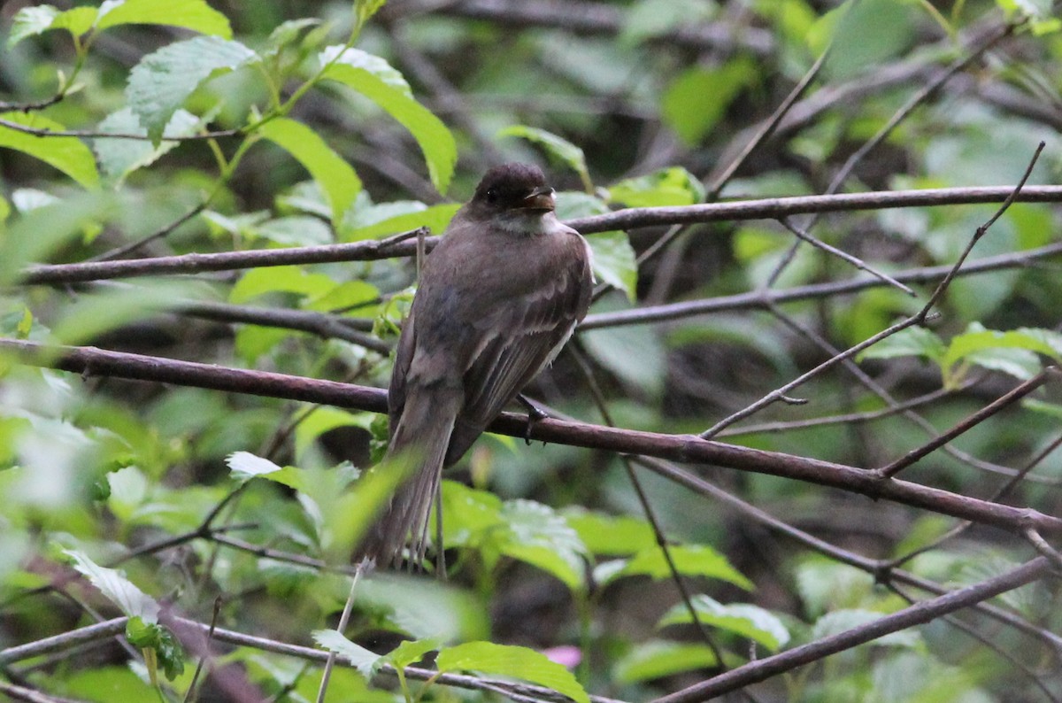 Eastern Phoebe - ML453590941