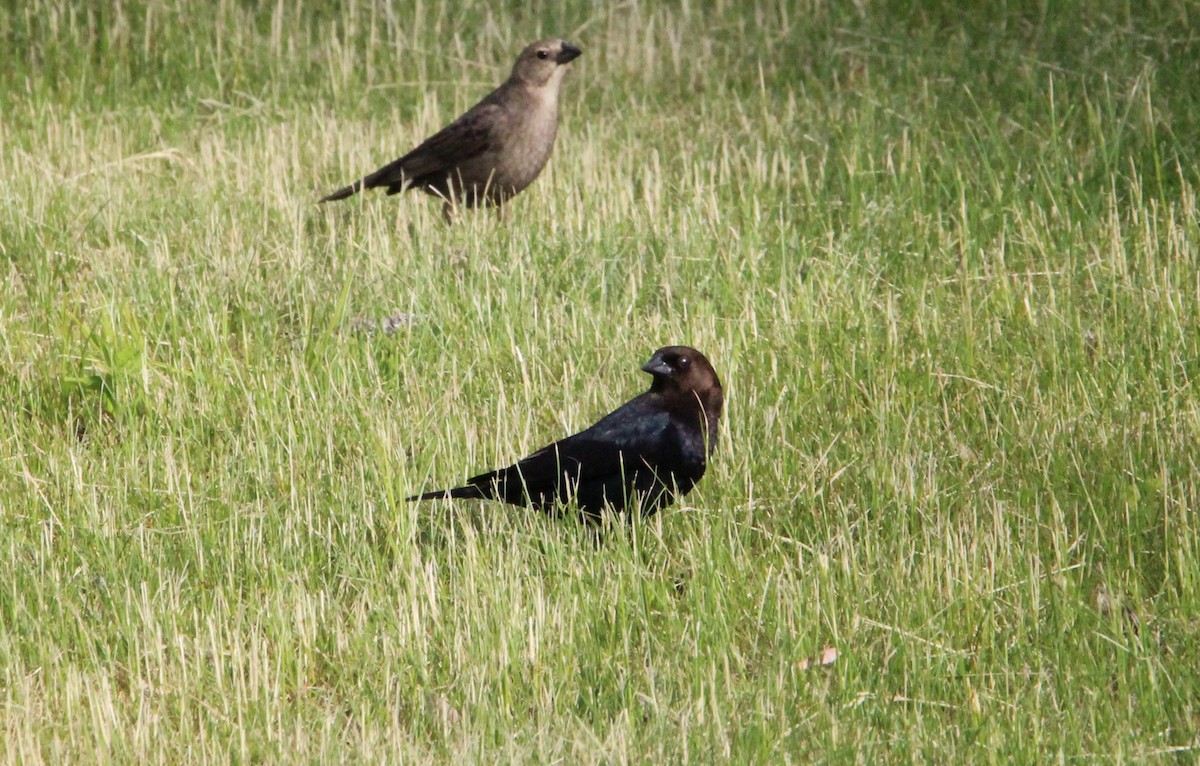 Brown-headed Cowbird - Luke Douglas