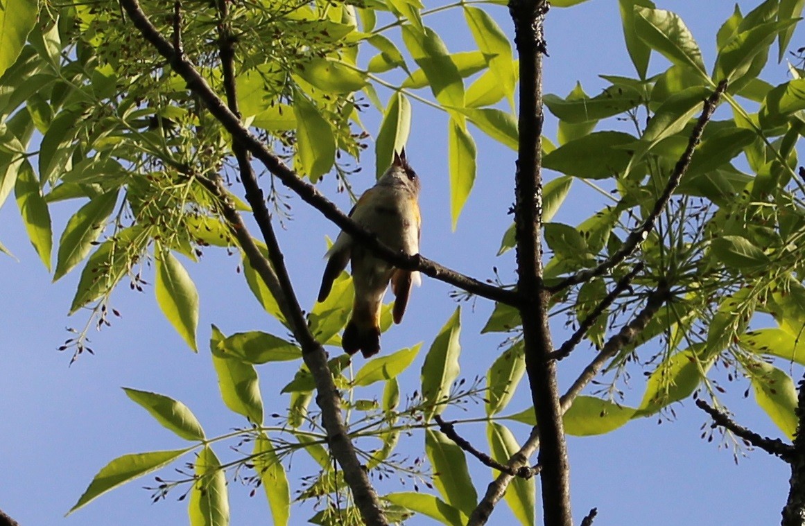 American Redstart - Luke Douglas