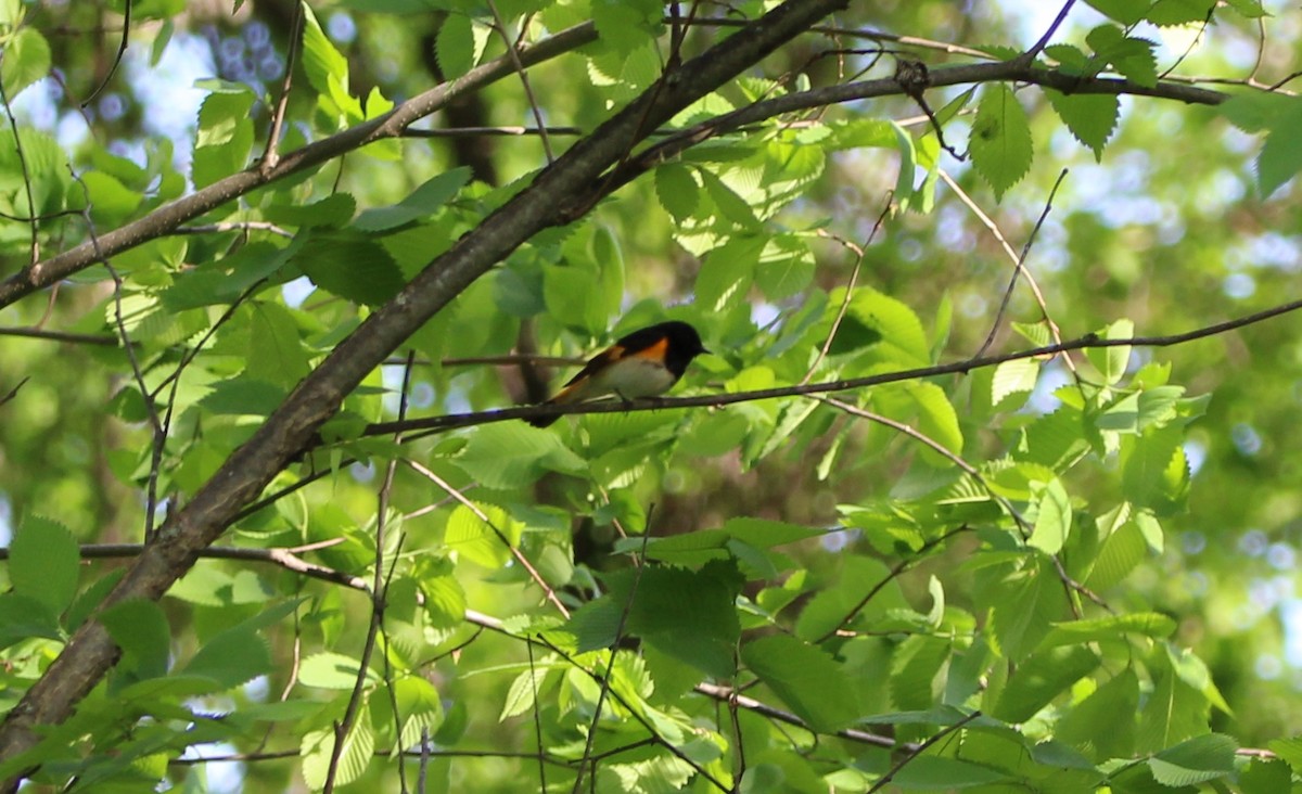 American Redstart - Luke Douglas