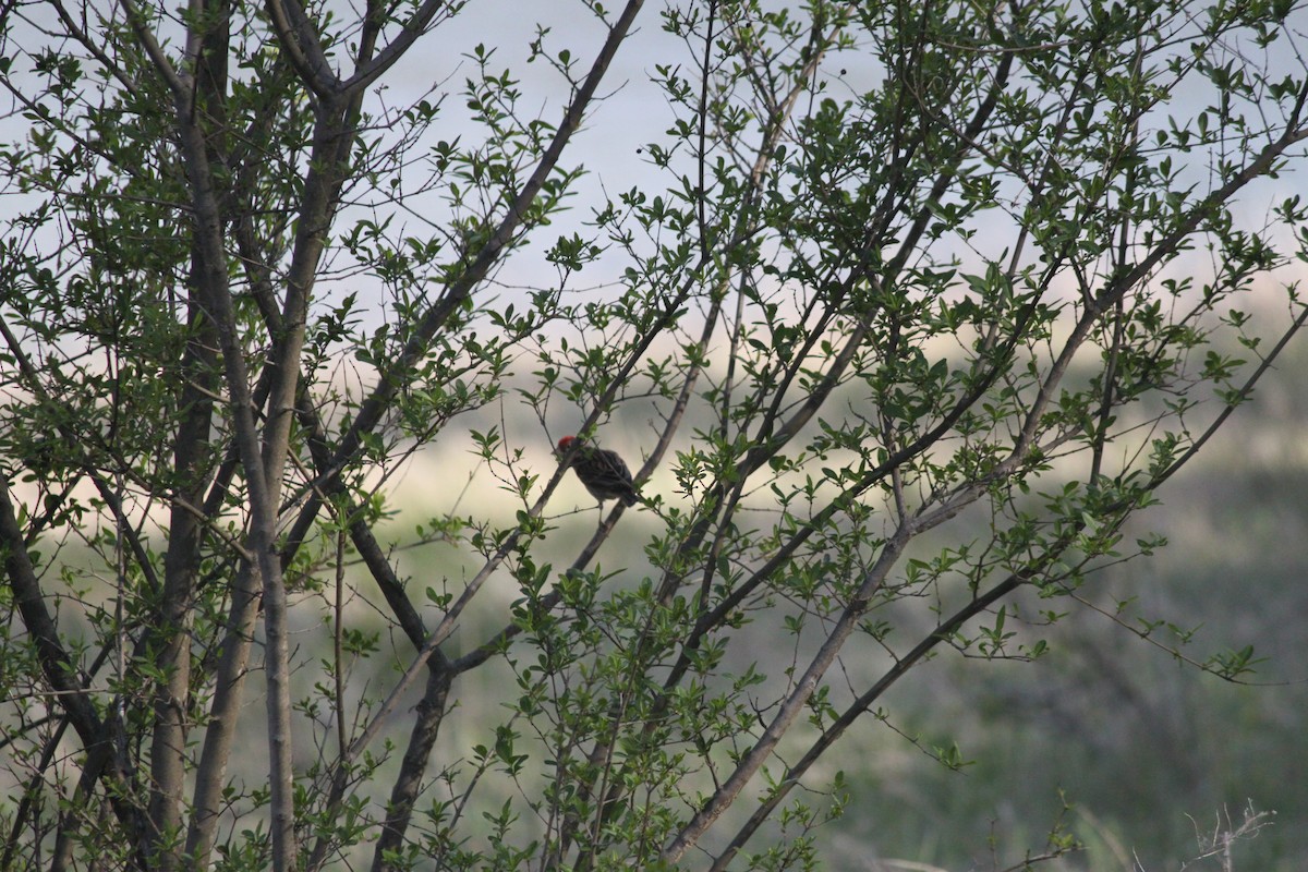 Cassin's Finch - ML453591801