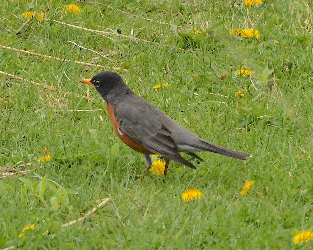 Zozo papargorria - ML453592461