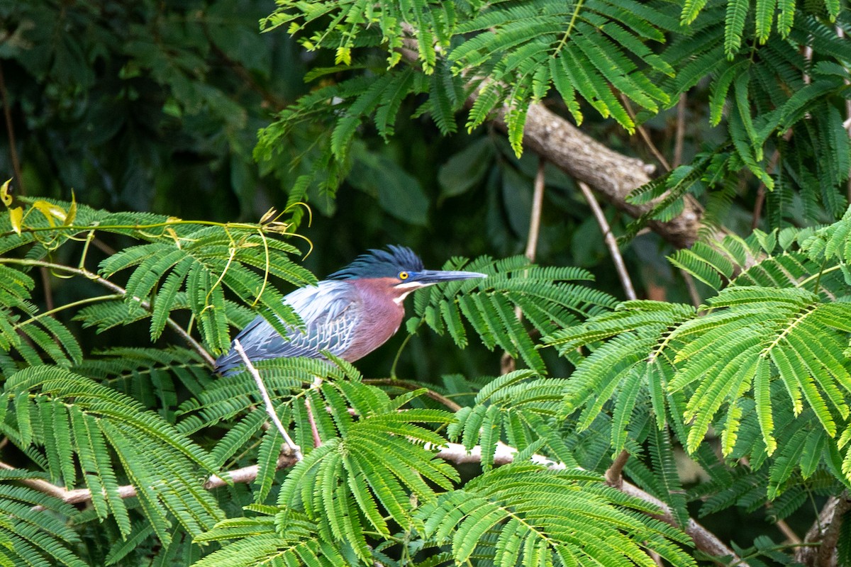 アメリカササゴイ - ML453592691