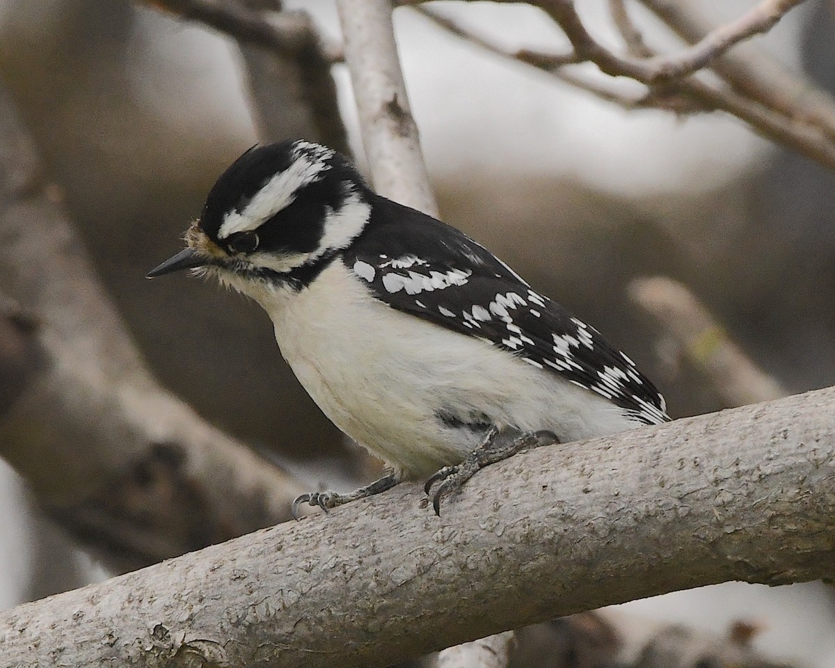 Downy Woodpecker - ML453592761