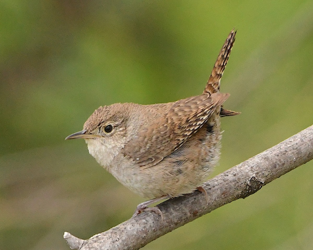 Northern House Wren - ML453593371