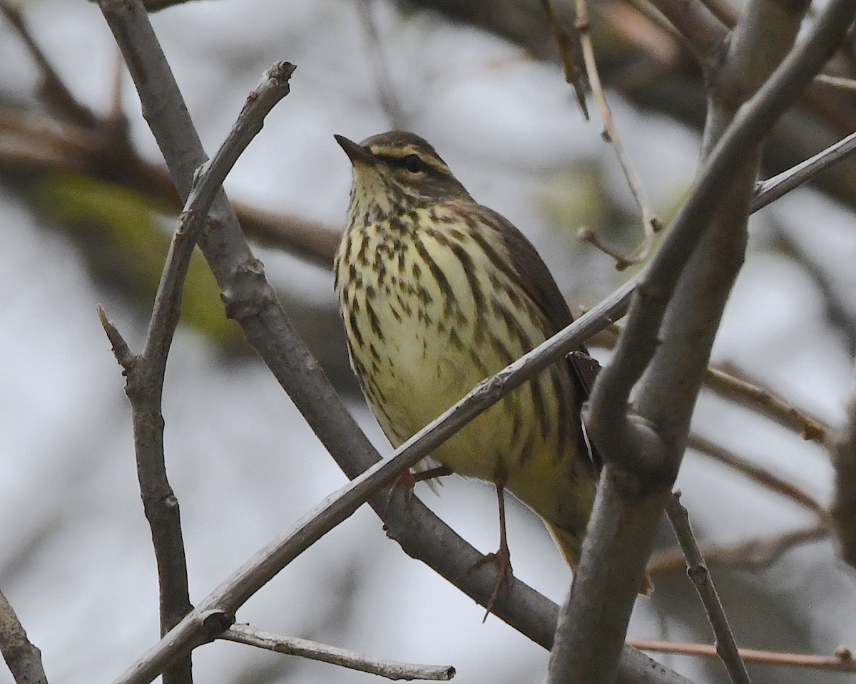 Northern Waterthrush - ML453593671