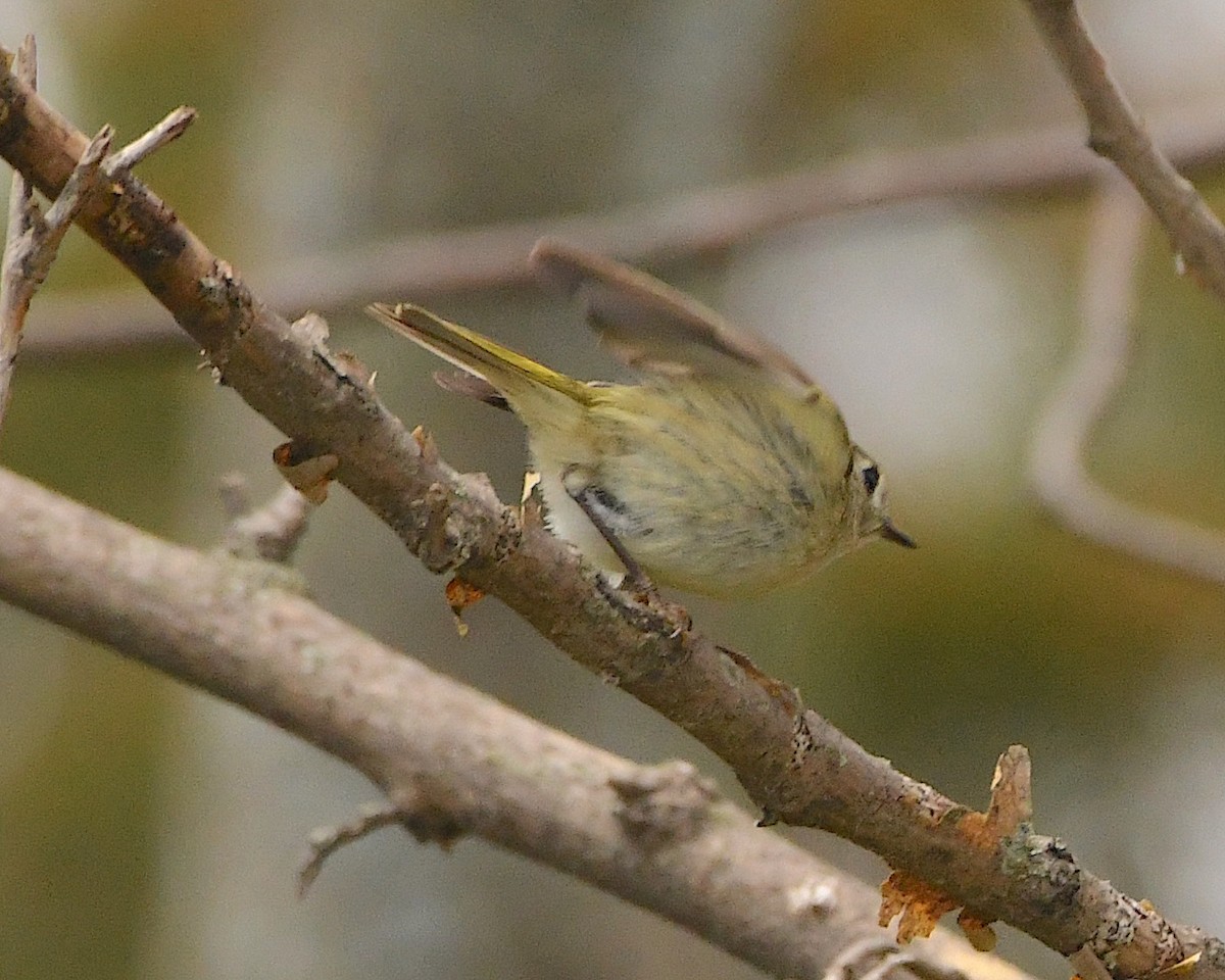 Erregetxo mottogorria - ML453594121