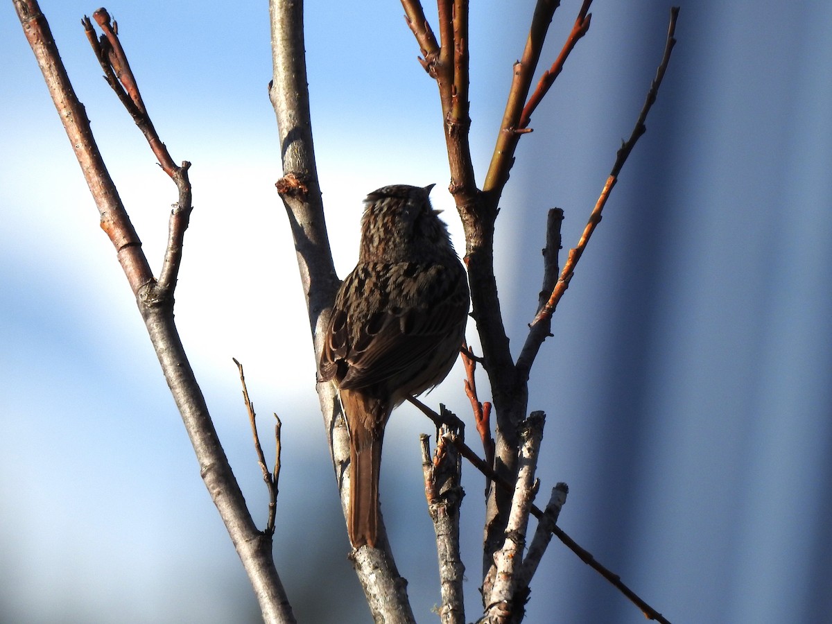 Lincoln's Sparrow - ML453595601