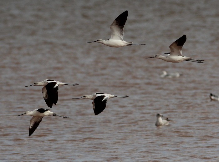 American Avocet - Anonymous