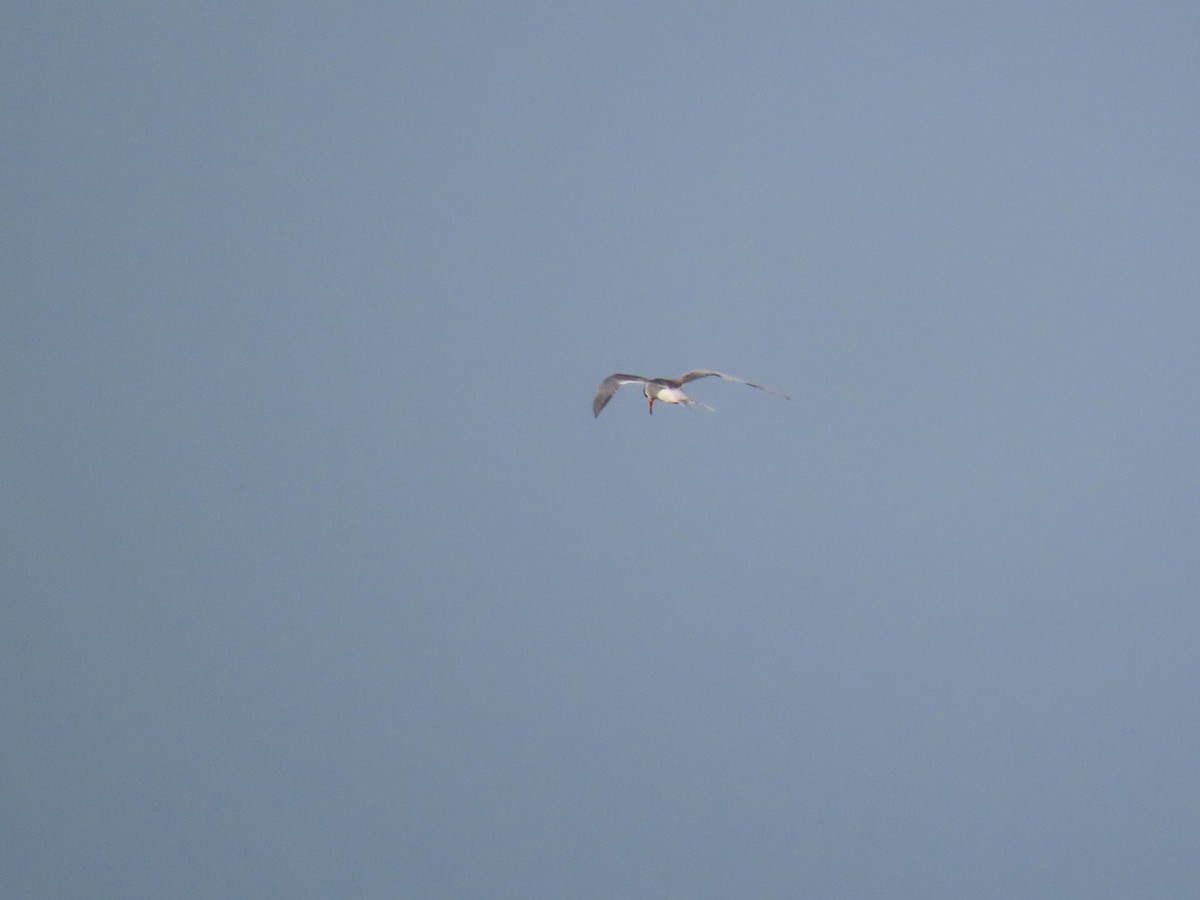 Forster's Tern - ML453598221