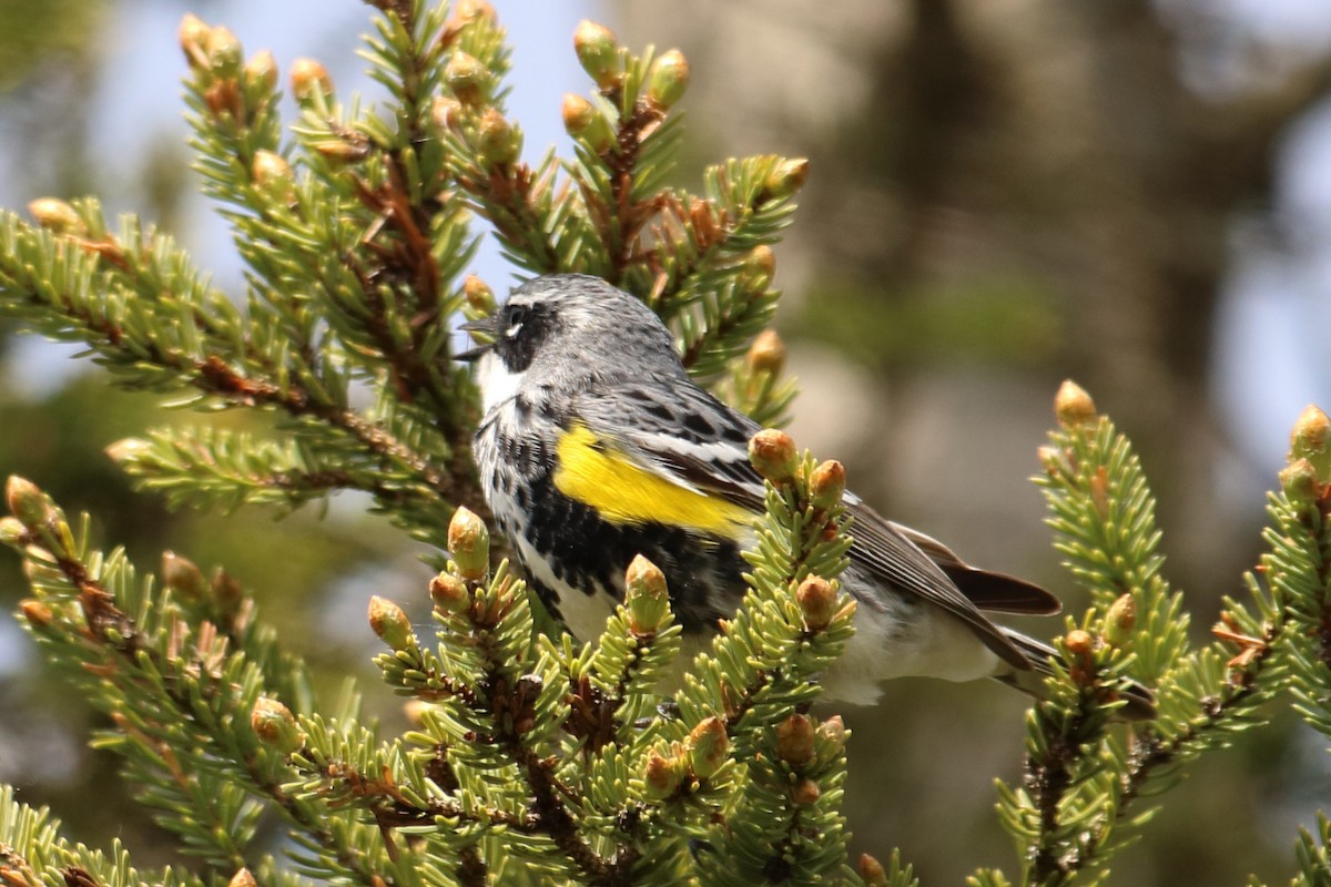 Yellow-rumped Warbler - ML453598371