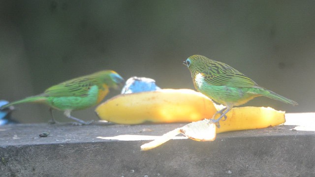 Brassy-breasted Tanager - ML453599051