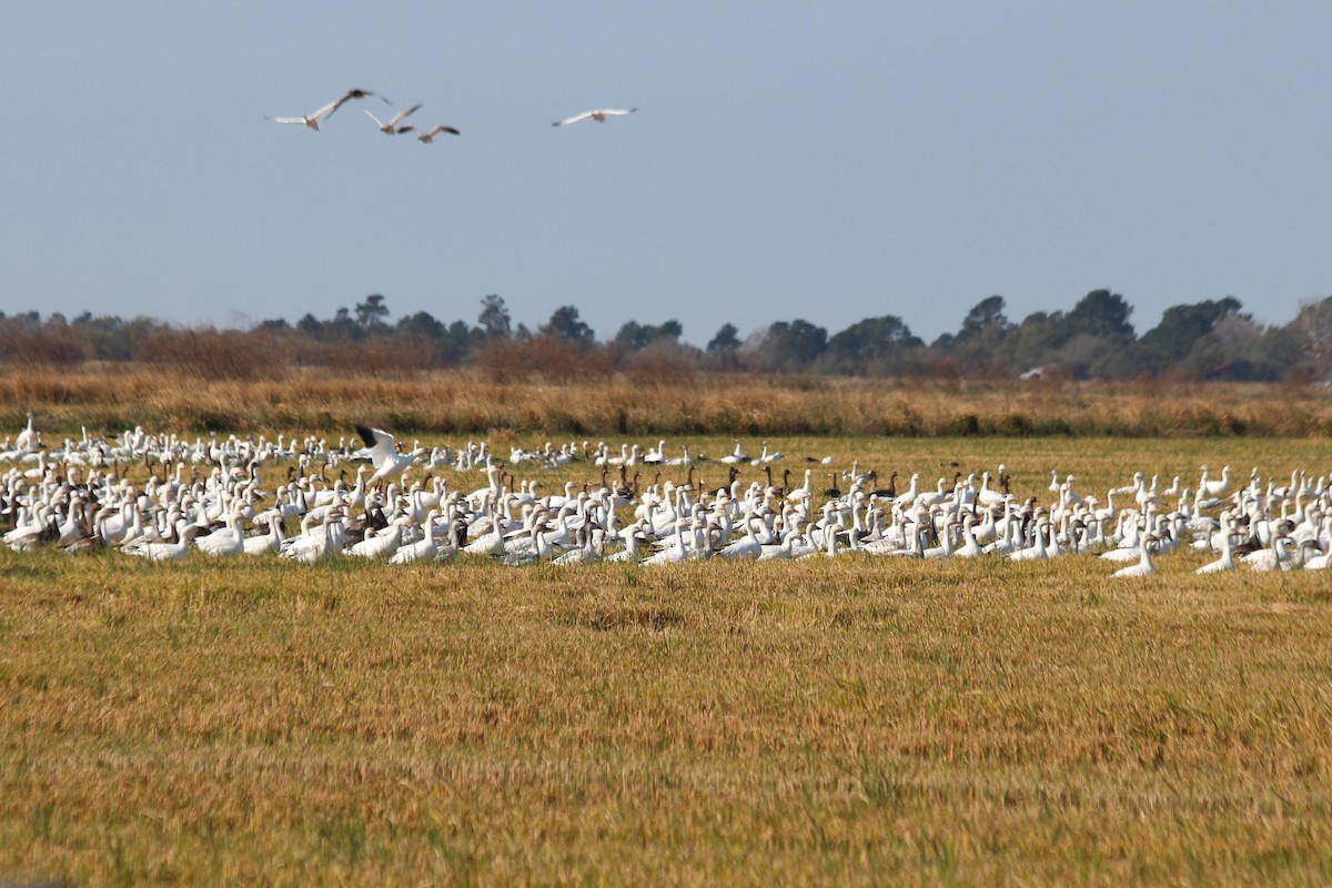 Snow Goose - ML453599691