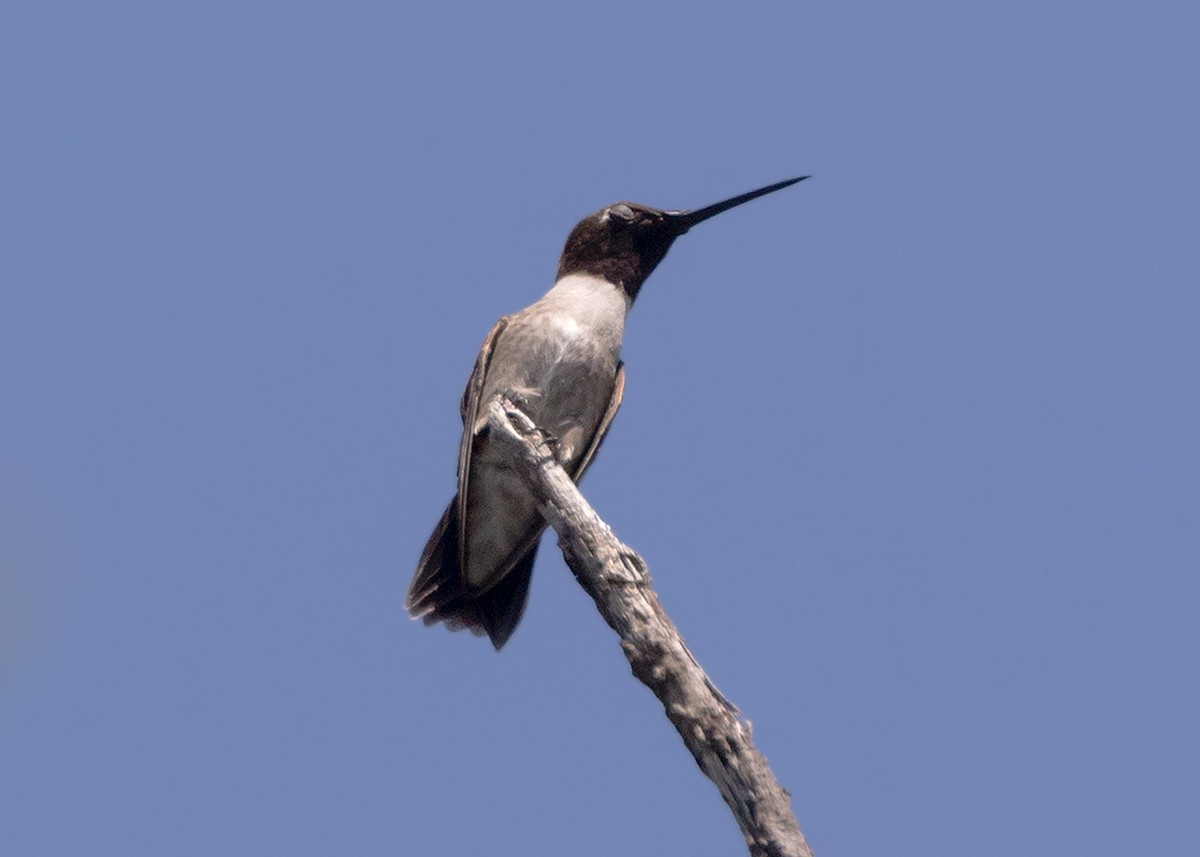 Black-chinned Hummingbird - ML453600031